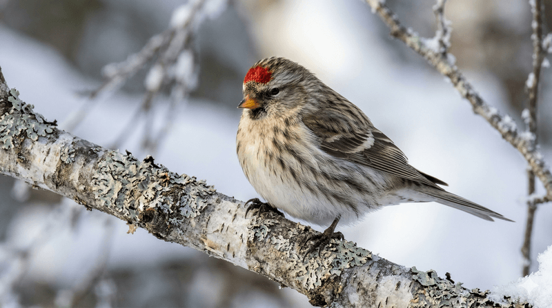 Common Redpoll